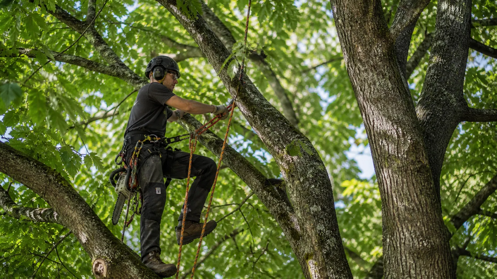 Workers' compensation is typically the largest insurance cost for tree care crews.